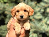 Orjinal Maltıpoo