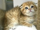 Renk Renk Scottish Fold Yavrularımız