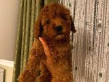 Aşılı Pasaportlu Toypoodle Bebeklerimiz