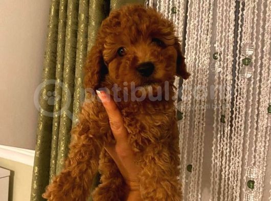 Aşılı Pasaportlu Toypoodle Bebeklerimiz görsel