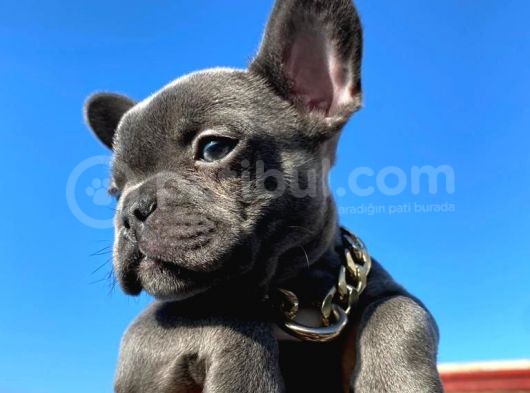 Blue Sevdiğimiz Dogrudur görsel