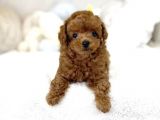 Toy Poodle Bebekler