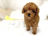 Toy Poodle Bebekler