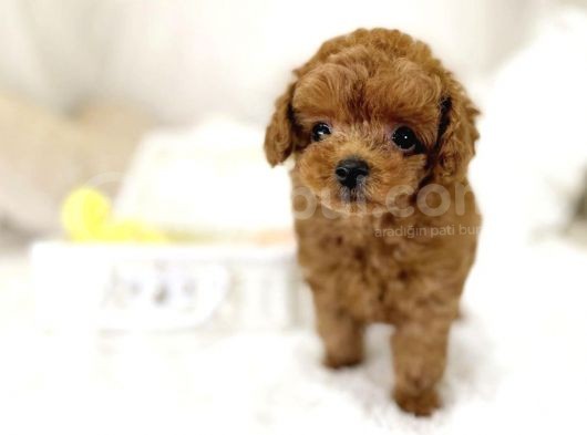Toy Poodle Bebekler görsel