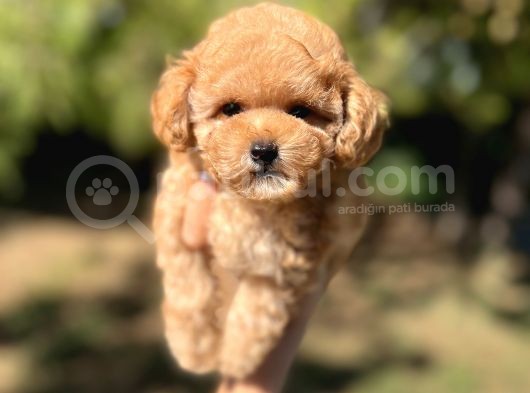 Sevimli Toy Poodle Yavrular görsel