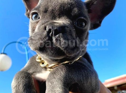 Blue Sevdiğimiz Dogrudur