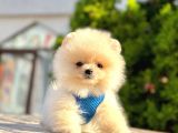 Safkan Teddy Face Pomeranian Boo Yavrular