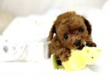 Toy Poodle Bebekler