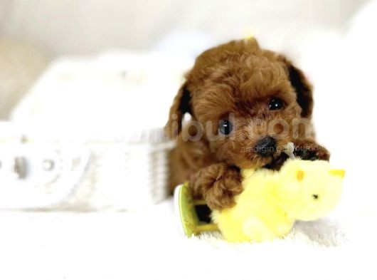 Toy Poodle Bebekler