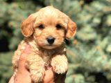 Orjinal Maltıpoo