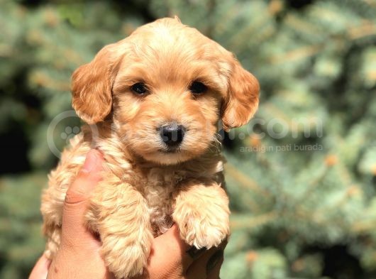 Orjinal Maltıpoo görsel