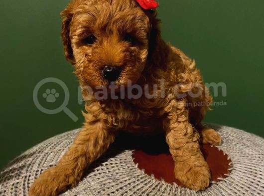 Muhteşem Kalitede Pasaportlu Toypoodle Bebekler görsel