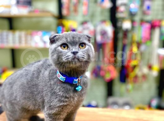 Renk Renk Scottish Fold Yavrularımız görsel