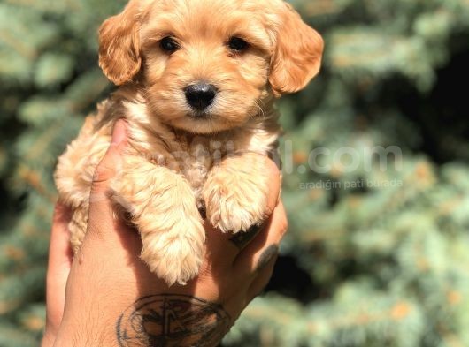 Orjinal Maltıpoo