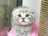 Renk Renk Scottish Fold Yavrularımız