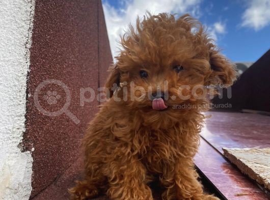 Aşılı Pasaportlu Toypoodle Bebeklerimiz görsel