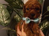 Ev Doğumlu Poodle Bebişler