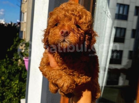 Muhteşem Kalitede Pasaportlu Toypoodle Bebekler görsel
