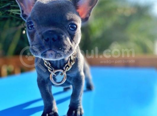 Blue Sevdiğimiz Dogrudur görsel