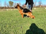 Istanbul K9 Yavrumuz 4 Aylik
