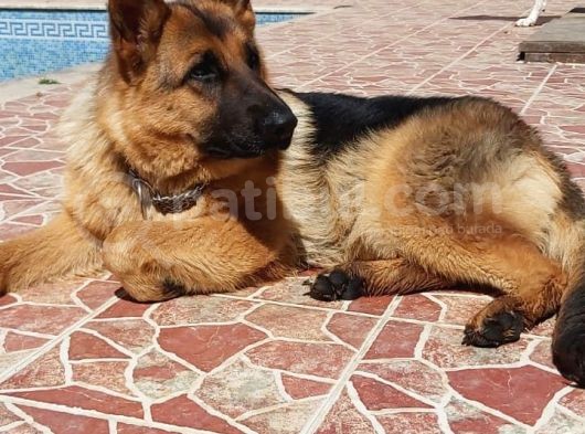 Istanbul K9 Yavrumuz 4 Aylik görsel