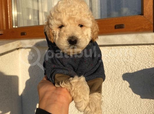Sağlık Ve Ömür Boyu Irk Garantili Toypoodle Bebişler görsel