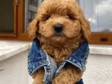 Sağlık Ve Ömür Boyu Irk Garantili Poodle Yavrularımız