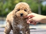 Show Kali̇te Poodle Yavrular