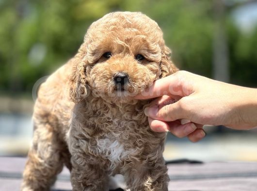 Show Kali̇te Poodle Yavrular görsel