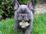 Egzoti̇k Blue French Bulldog Nadi̇r