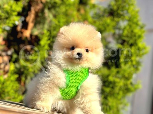 Ayıcık Surat Boo Pomeranian Yavrular görsel