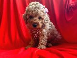 Orji̇nal Toy Poddle
