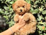 Secereli̇ Poodle Bebekler