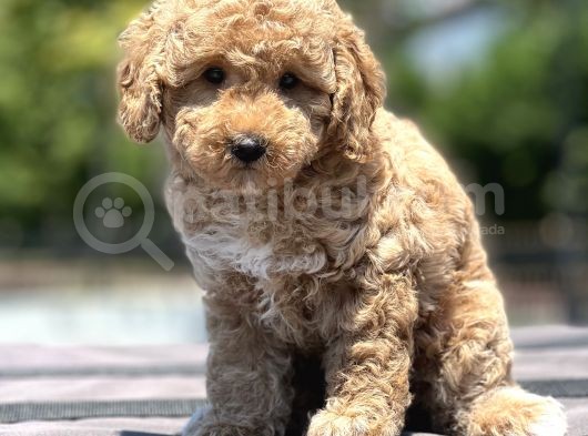 Show Kali̇te Poodle Yavrular