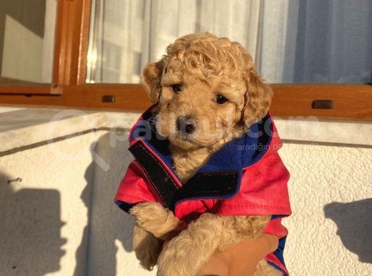 Pet Eğitimli Toypoodle Bebeklerimiz