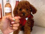 Red Brown Toy Poodle Yavrular