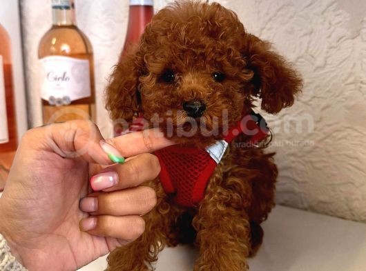 Red Brown Toy Poodle Yavrular görsel