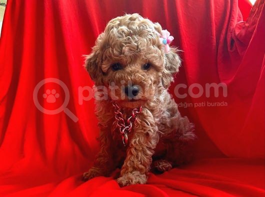 Orji̇nal Toy Poddle görsel