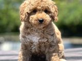 Show Kali̇te Poodle Yavrular