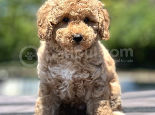 Show Kali̇te Poodle Yavrular görsel