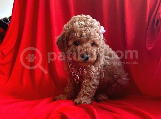 Orji̇nal Toy Poddle