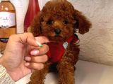 Red Brown Toy Poodle Yavrular