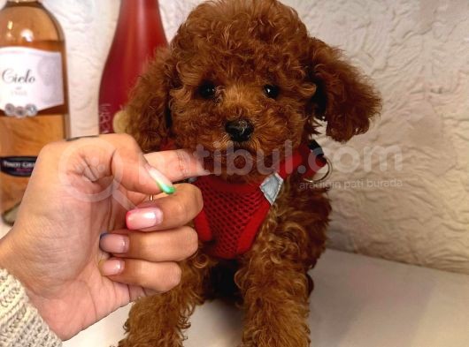 Red Brown Toy Poodle Yavrular görsel