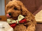 Sağlık Ve Ömür Boyu Irk Garantili Poodle Yavrularımız