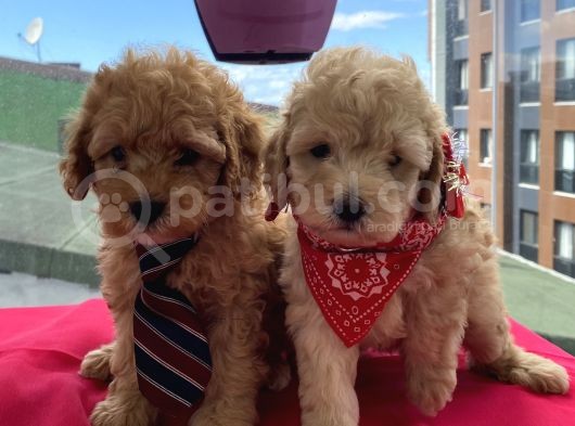 Ev Ortamında Büyüyen Poodle Yavrularımız görsel