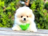 Ayıcık Surat Boo Pomeranian Yavrular