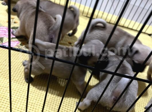 Orjınal Pug Köpek görsel