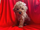 Orji̇nal Toy Poddle