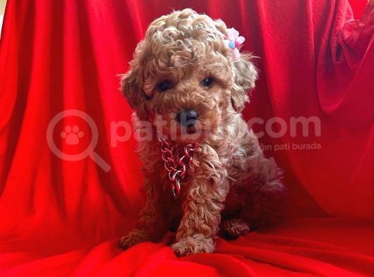 Orji̇nal Toy Poddle görsel