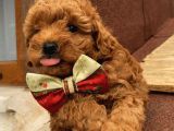 Aşılı Pasaportlu Toypoodle Bebeklerimiz